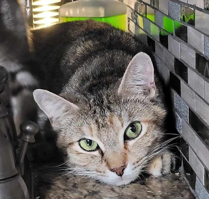Photo of JASMIN