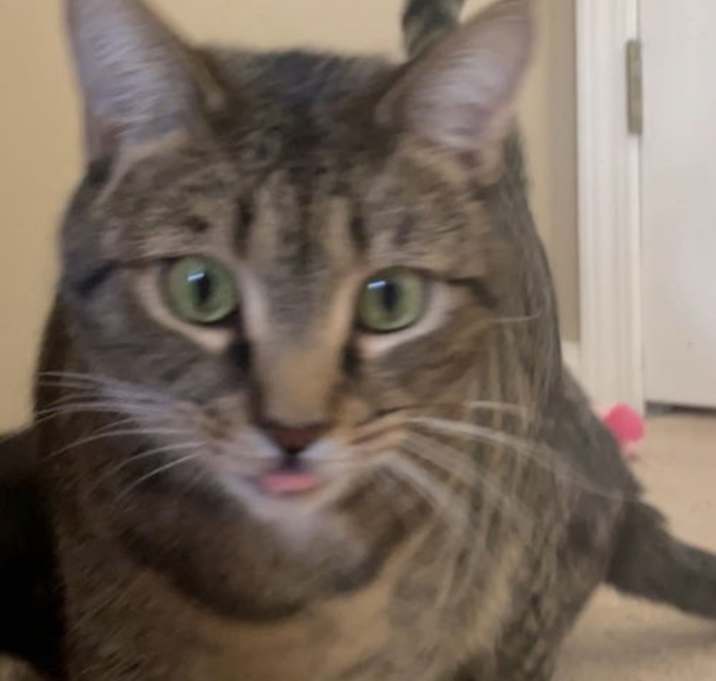 Photo of Miss LILY  - GRAY Tabby KITTY GIRL