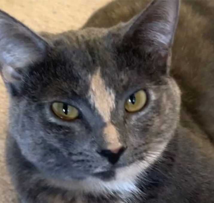 Photo of ZOEY - Lovely Gray/pink - Calico kitty!