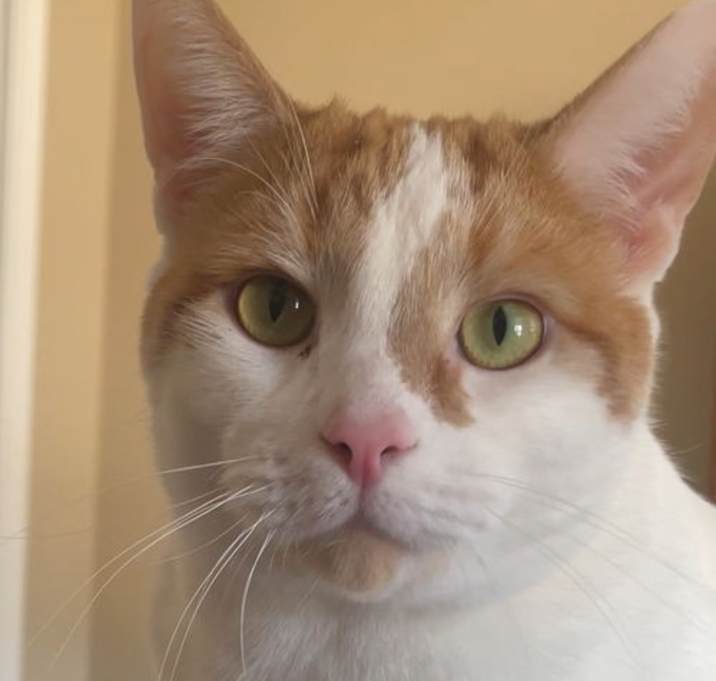 Photo of MR. LUCA - Stunning White w/Orange