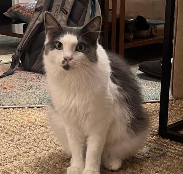 Photo of MISTY - STUNNING GIRL -Foster/FINAL HOME!