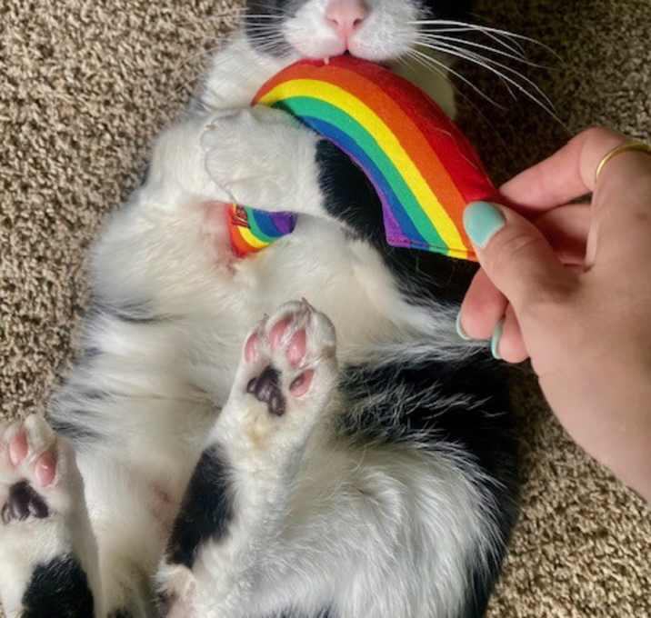 Photo of Bandit - Cat with Character
