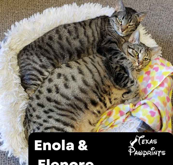 Photo of Bonded Enola & Elenore