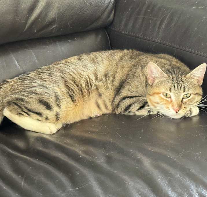 Photo of Bella (158)