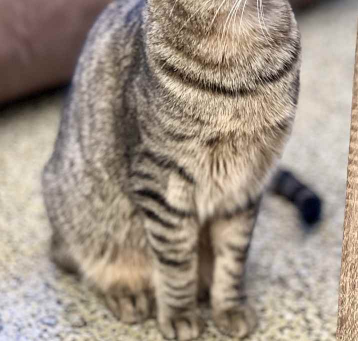 Photo of Violet