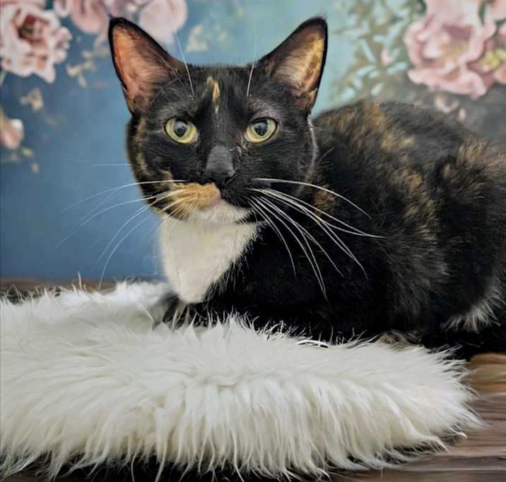 Photo of Angel