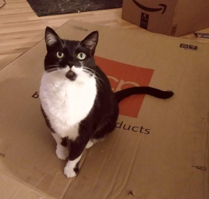 Photo of Mittens