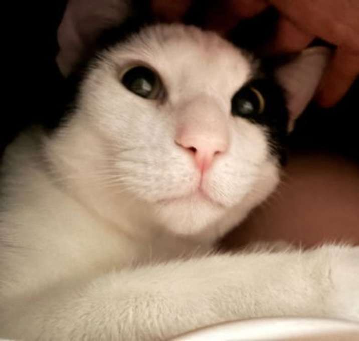 Photo of Dip
