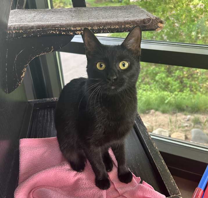 Photo of Echo