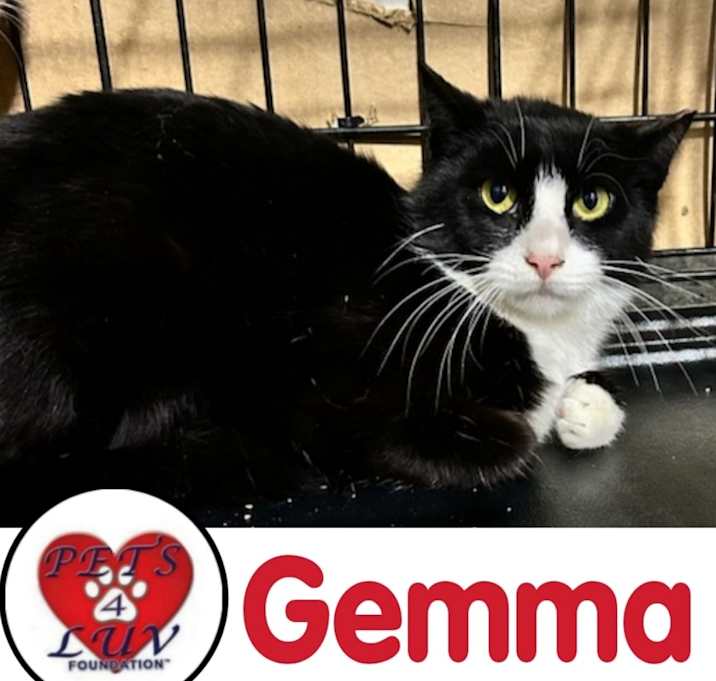 Photo of Gemma - Grumman 9