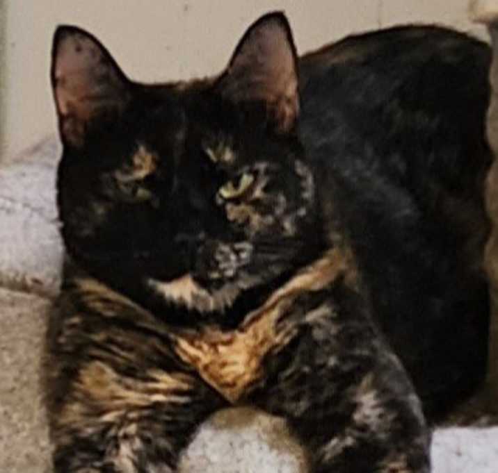 Photo of Paprika