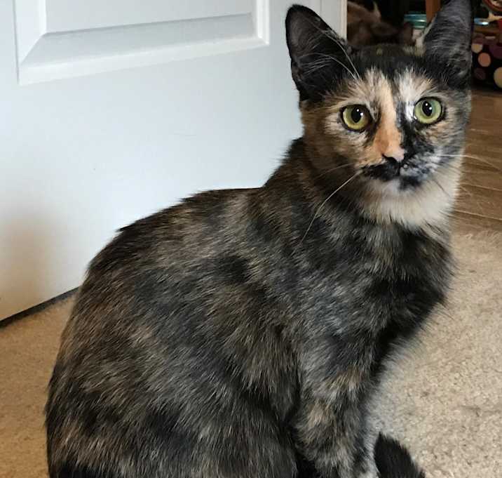 Photo of Trixie