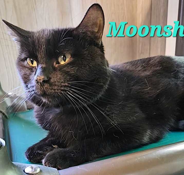 Photo of Moonshadow