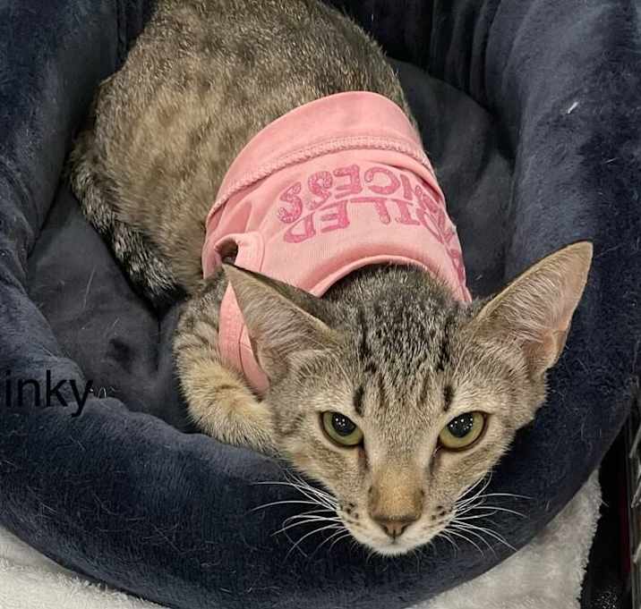 Photo of Slinky