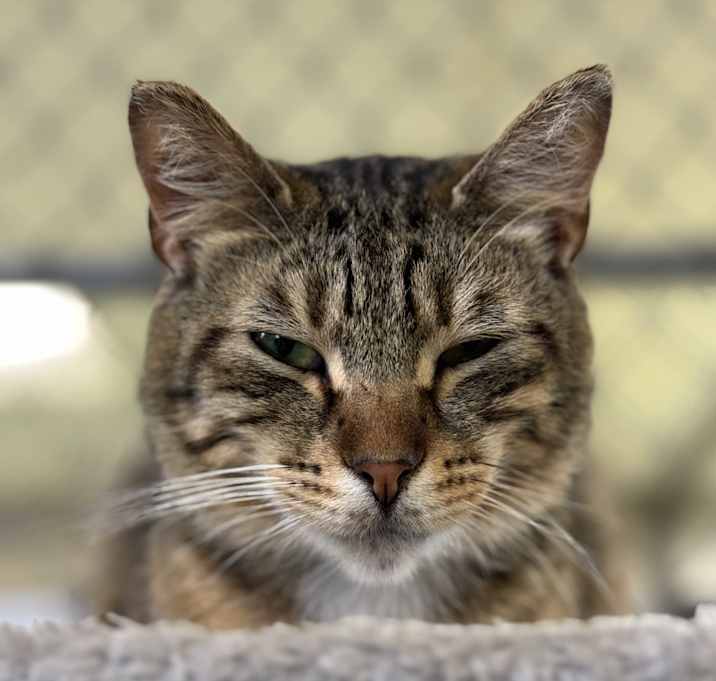 Photo of Stripes
