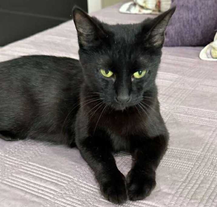 Photo of Raven