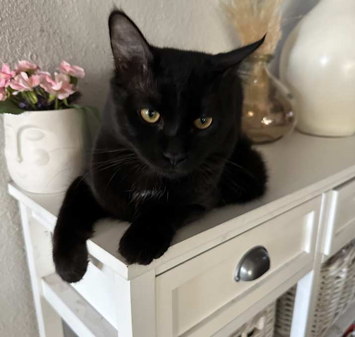 Photo of Jigolo