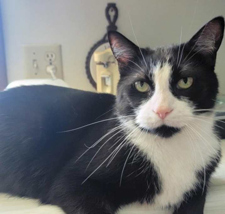 Photo of Archie * In Foster *