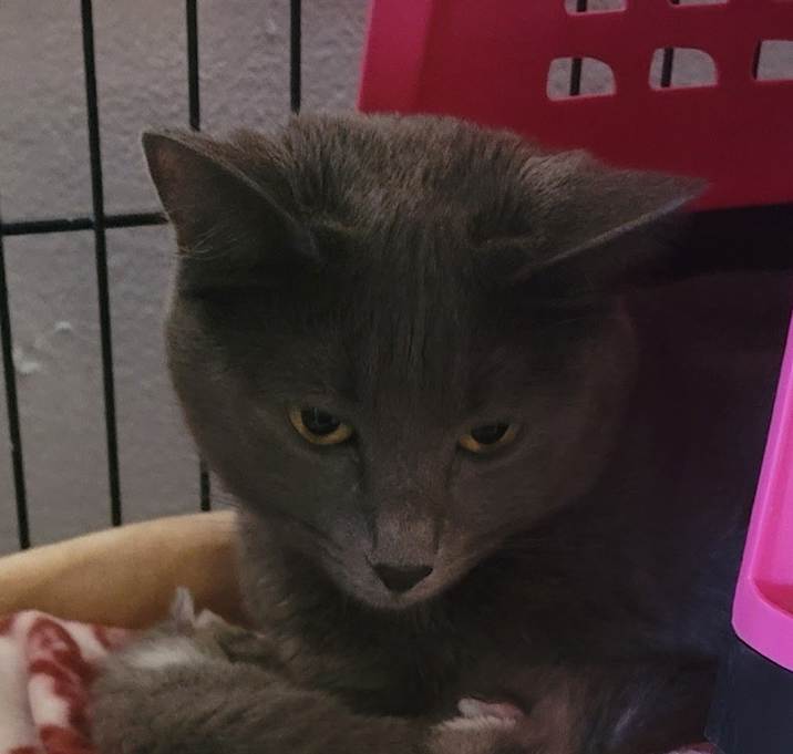 Photo of Gracie