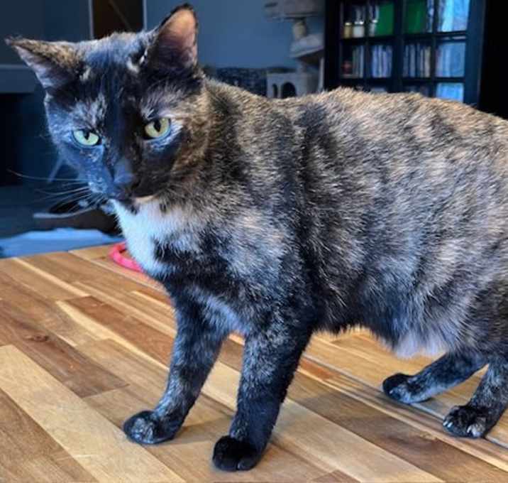 Photo of SWEET SUE