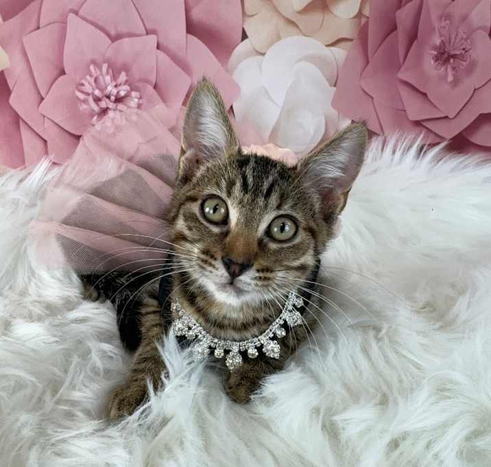 Photo of Reese