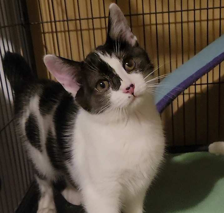 Photo of Inky (AKA Boone)