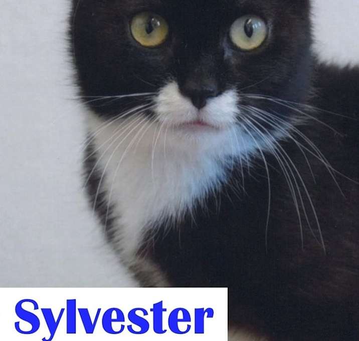 Photo of Sylvester