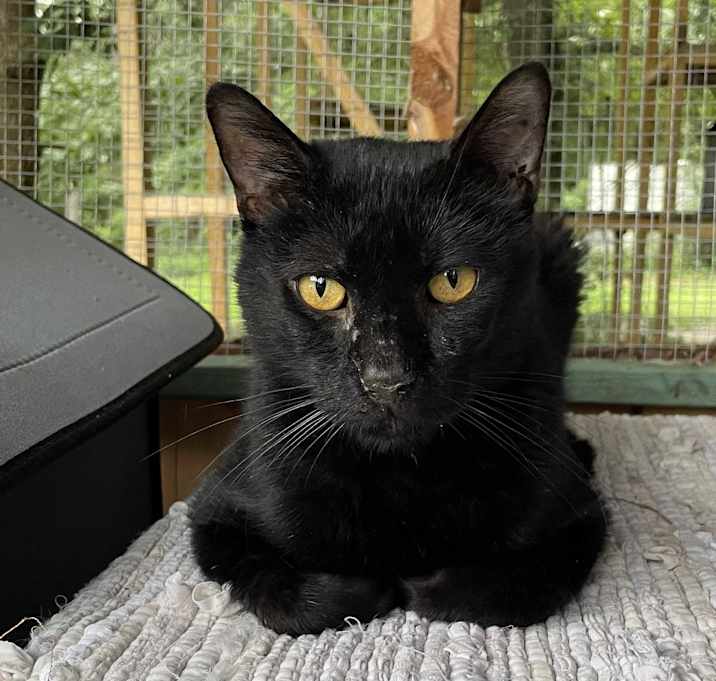 Photo of Nala