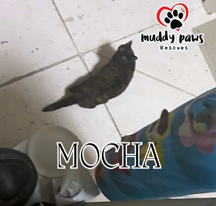 Photo of Mocha (Feral Gretna Cat)