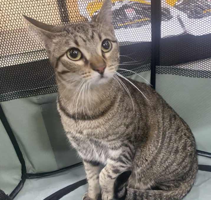 Photo of Cat-Yara
