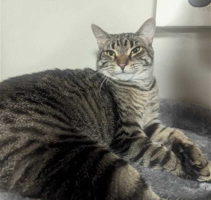 Photo of Heidi & Gabby- FIV + bonded