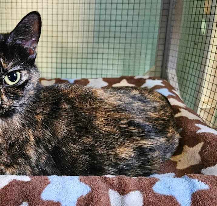 Photo of Tootsie