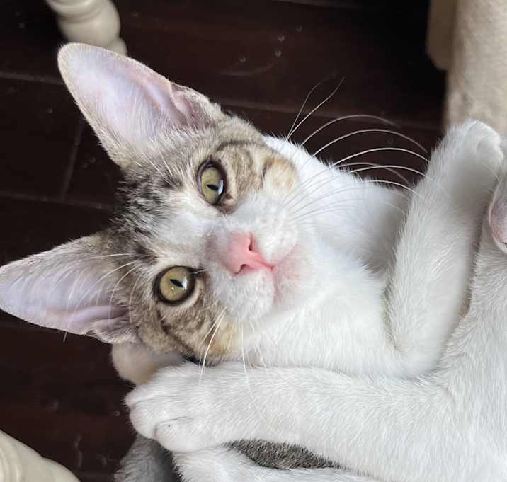 Photo of Toby