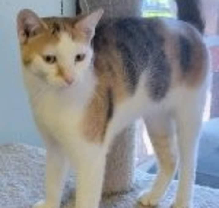 Photo of Willow