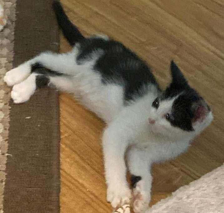 Photo of Daisy