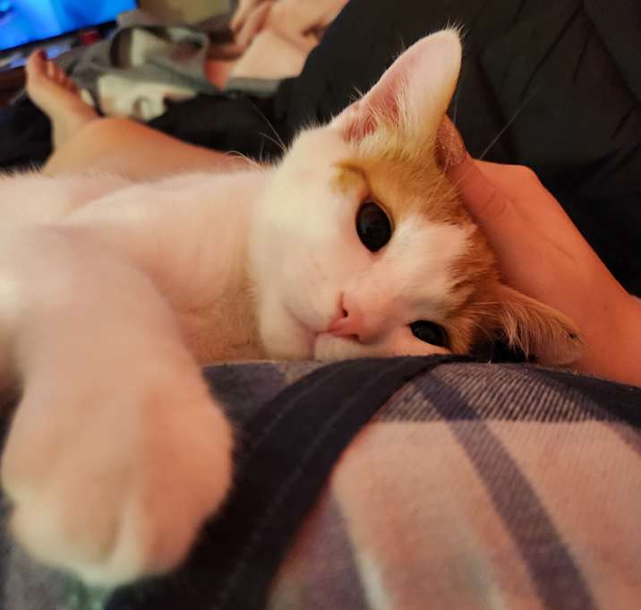 Photo of Marmalade