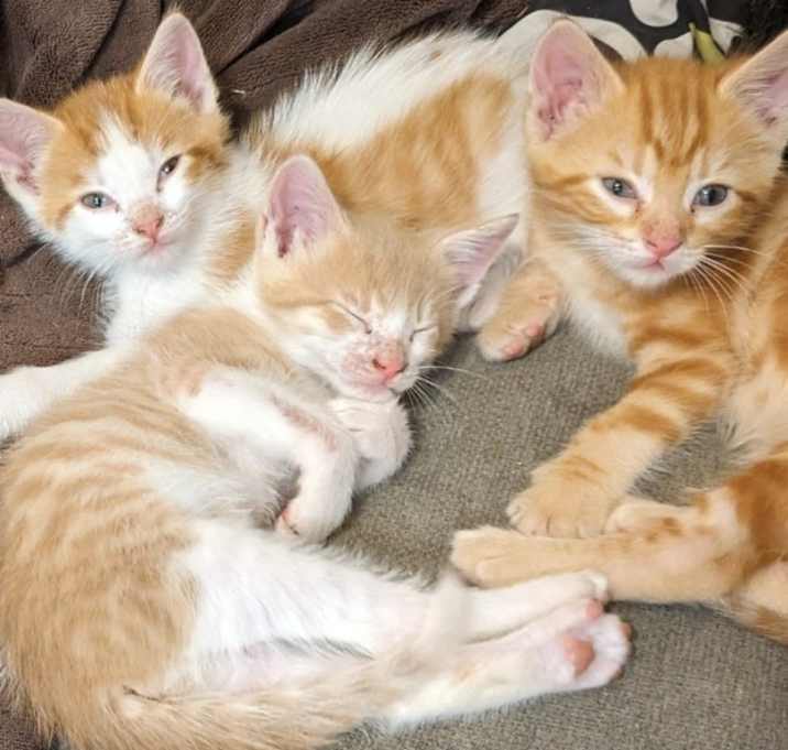 Photo of Squeekie Violet, Frankie