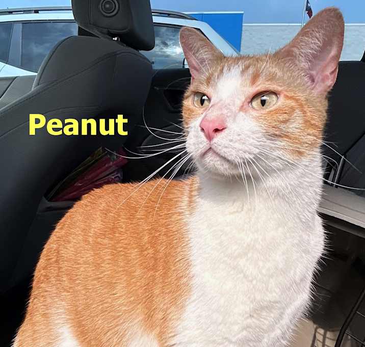 Photo of Peanut