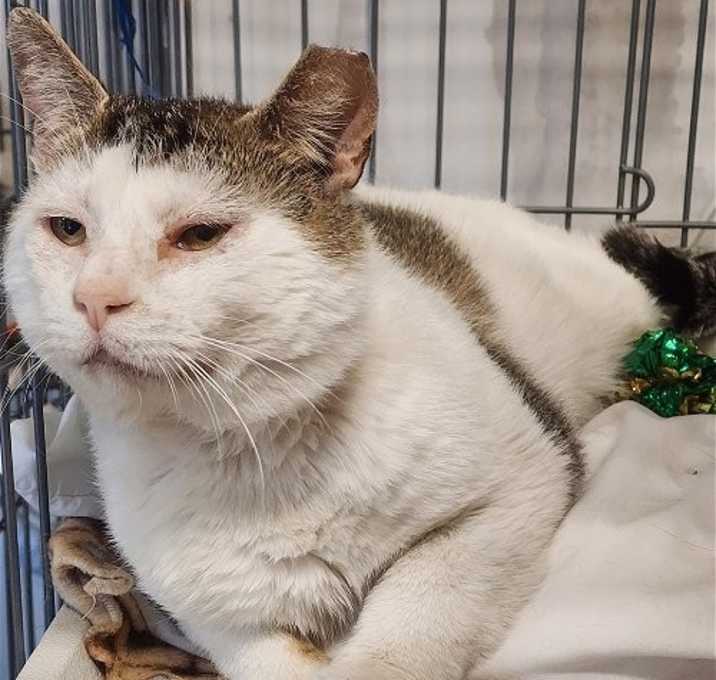 Photo of Toby