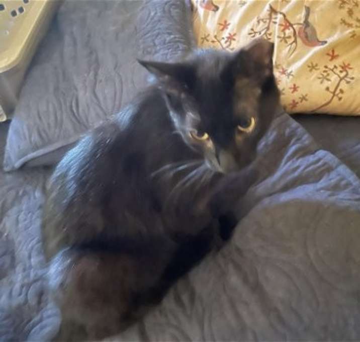 Photo of Midnight courtesy post