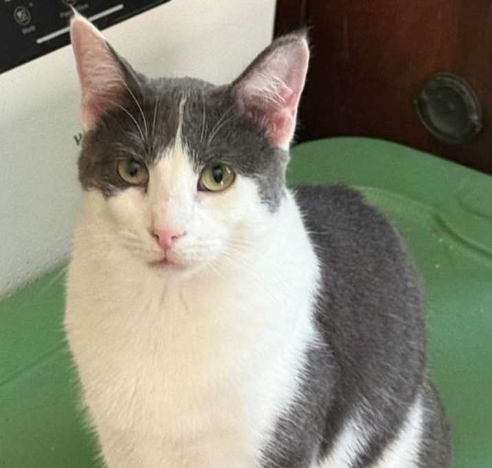 Photo of Harley
