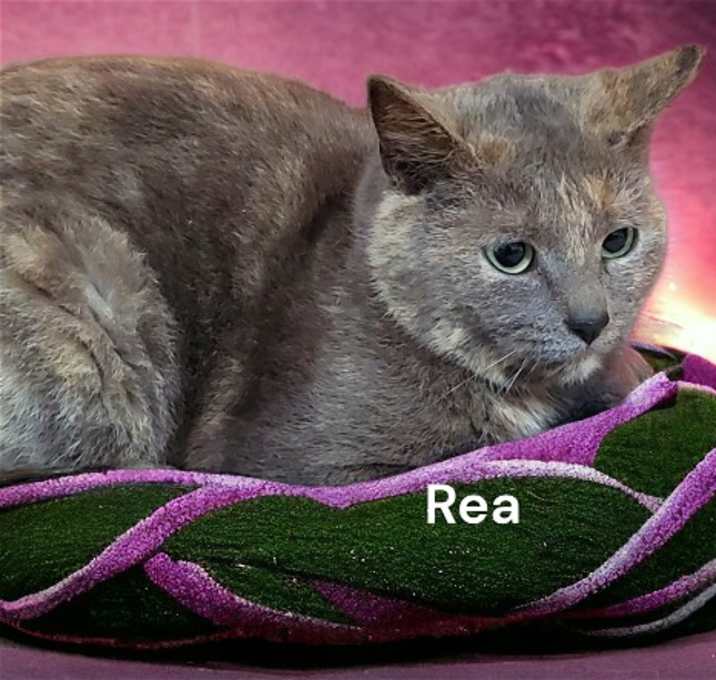 Photo of Rea