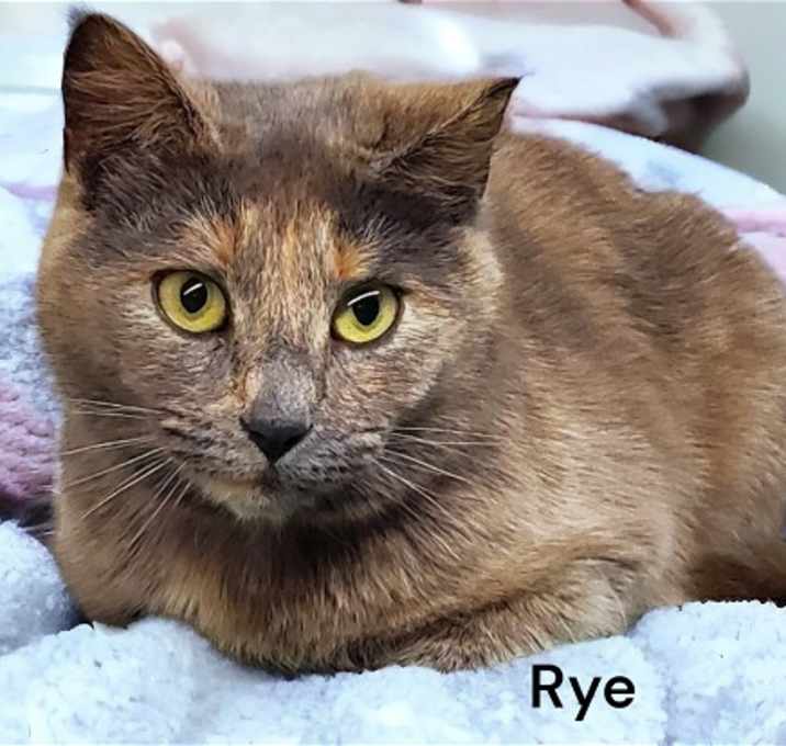 Photo of Rye