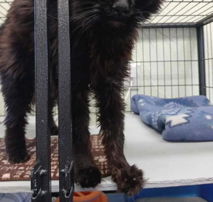 Photo of Zorro