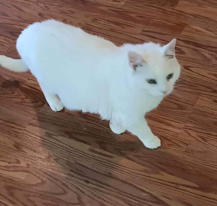 Photo of Leland - COURTESY POST - NO FEE!