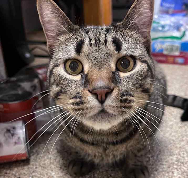 Photo of Shiva