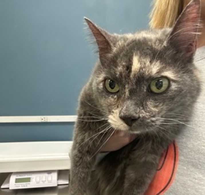 Photo of STRAY-0527-01