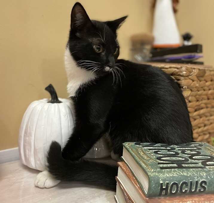 Photo of Humphrey - MT