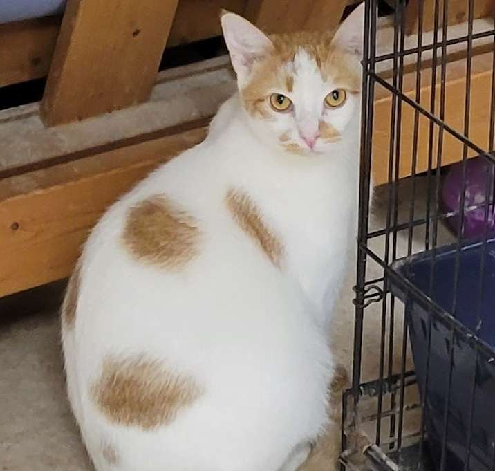 Photo of Hansel