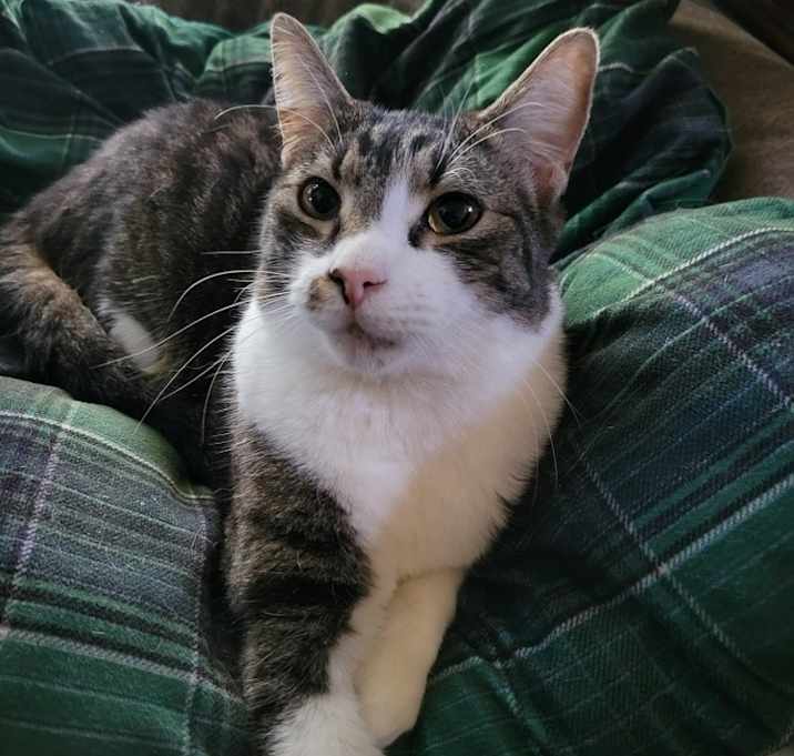 Photo of Cupcake